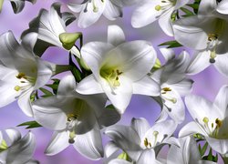 Graficzne lilie białe