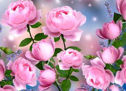 Graficzne różowe róże z pąkami