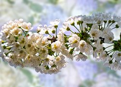 Białe, Kwiaty, Gałązka, Drzewo owocowe, 2D