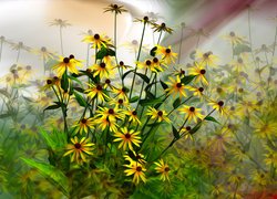 Kwiaty, Rudbekia, Grafika