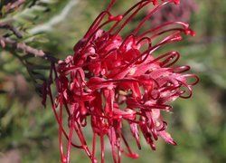 Grevillea w zbliżeniu