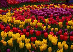 Tulipany, Kolorowe, Kwiaty, Żółte, Czerwone