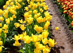 Grządki żółtych tulipanów