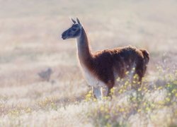 Lama, Gwanako andyjskie, Trawa