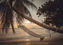 Hamak na pochyłej palmie na morskiej plaży
