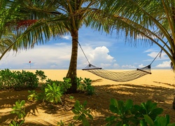 Hamak rozwieszony między palmami na plaży