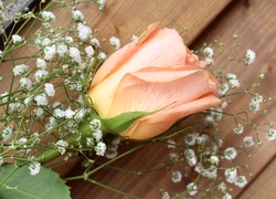Herbaciana róża przybrana gipsówką