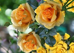 Herbaciane róże w 2D