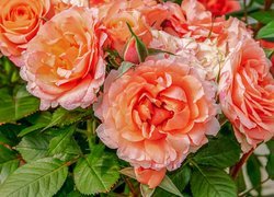 Herbaciane róże z liśćmi