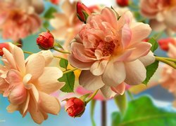 Herbaciane róże z pąkami w 2D