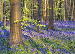 Las, Drzewa, Kwiaty, Hiacyntowce zwyczajne, Wiosna, Hallerbos, Belgia