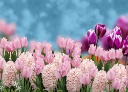 Hiacynty i tulipany na rozmytym tle