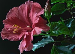 Hibiskus w zbliżeniu