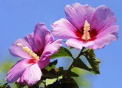 Różowe, Kwitnące, Hibiskusy