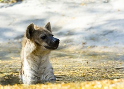 Hiena cętkowana wynurza się z wody