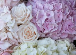 Kwiaty, Hortensje, Róże