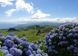 Hortensje na wzgórzach z widokiem na morze