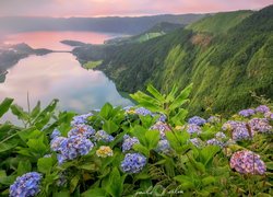 Niebieskie, Różowe, Hortensje, Jezioro Azul, Jezioro Verde, Góry, Lasy, Sete Cidades, Wyspa Sao Miguel, Azory, Portugalia