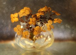 Hortensja, Wazonik, Bokeh