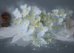 Kwiat, Hortensja, Białe, Listki