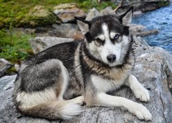 Husky na kamieniu