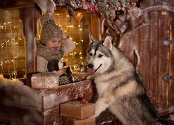 Husky obok dziewczynki z misiem pilnuje prezentów