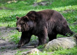 Niedźwiedź brunatny, Zielona, Trawa