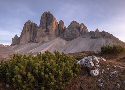 Iglaki na tle Tre Cime Di Lavaredo