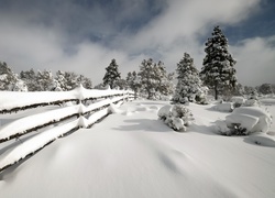 Iglaki zasypane śniegiem nieopodal płotu