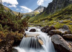 Iglaste krzewy nad rzeką w górach