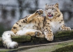 Irbis śnieżny myjący się na skale