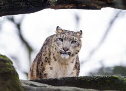 Irbis śnieżny patrzący zza skały