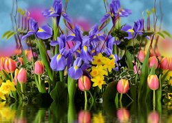 Irysy, żonkile i tulipany
