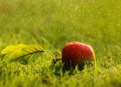 Jabłko na trawie w kroplach deszczu