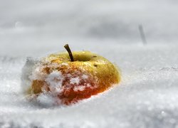 Jabłko w śniegu