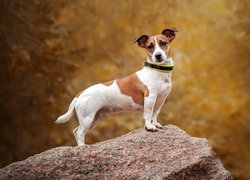 Jack Russell terier na skale