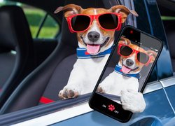 Jack Russell terrier z selfie w samochodzie