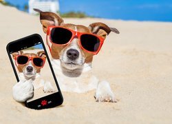 Jack Russell terrier, Okulary, Piasek, Telefon, Selfie, Śmieszne
