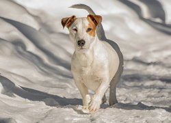 Jack Russell terrier na śniegu