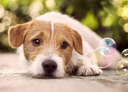 Pies, Jack Russell terrier, Bańki