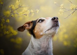 Pies, Jack Russell terrier