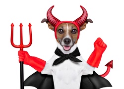 Jack Russell terrier przebrany za diabełka z rogami i widłami