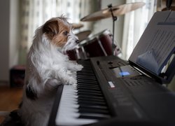 Pies, Jack Russell terier, Pianino