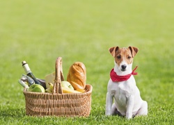 Jack Russell terrier siedzi przy koszu piknikowym na trawie