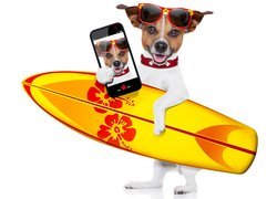 Jack Russell terrier, Deska surfingowa, Okulary, Telefon