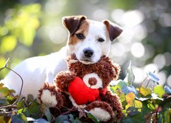 Jack Russell terrier z pluszowym misiem