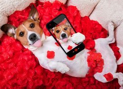 Jack Russell terrier, Róża, Płatki, Telefon, Selfie, Śmieszne