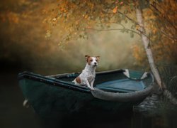 Pies, Jack Russell terrier, Łódka, Brzoza