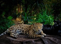 Jaguar i czarna pantera