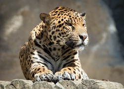 Jaguar na drewnianych balach